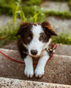 pet trust