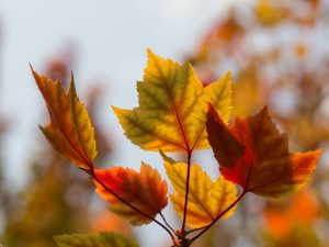 "Smooth family asset transition in Los Angeles estate planning"
