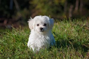 Canine Fitness Month